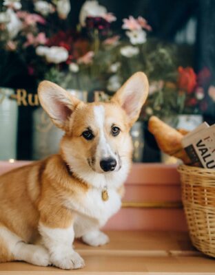 Great News Epsom: Ashley Centre Is Now Dog Friendly